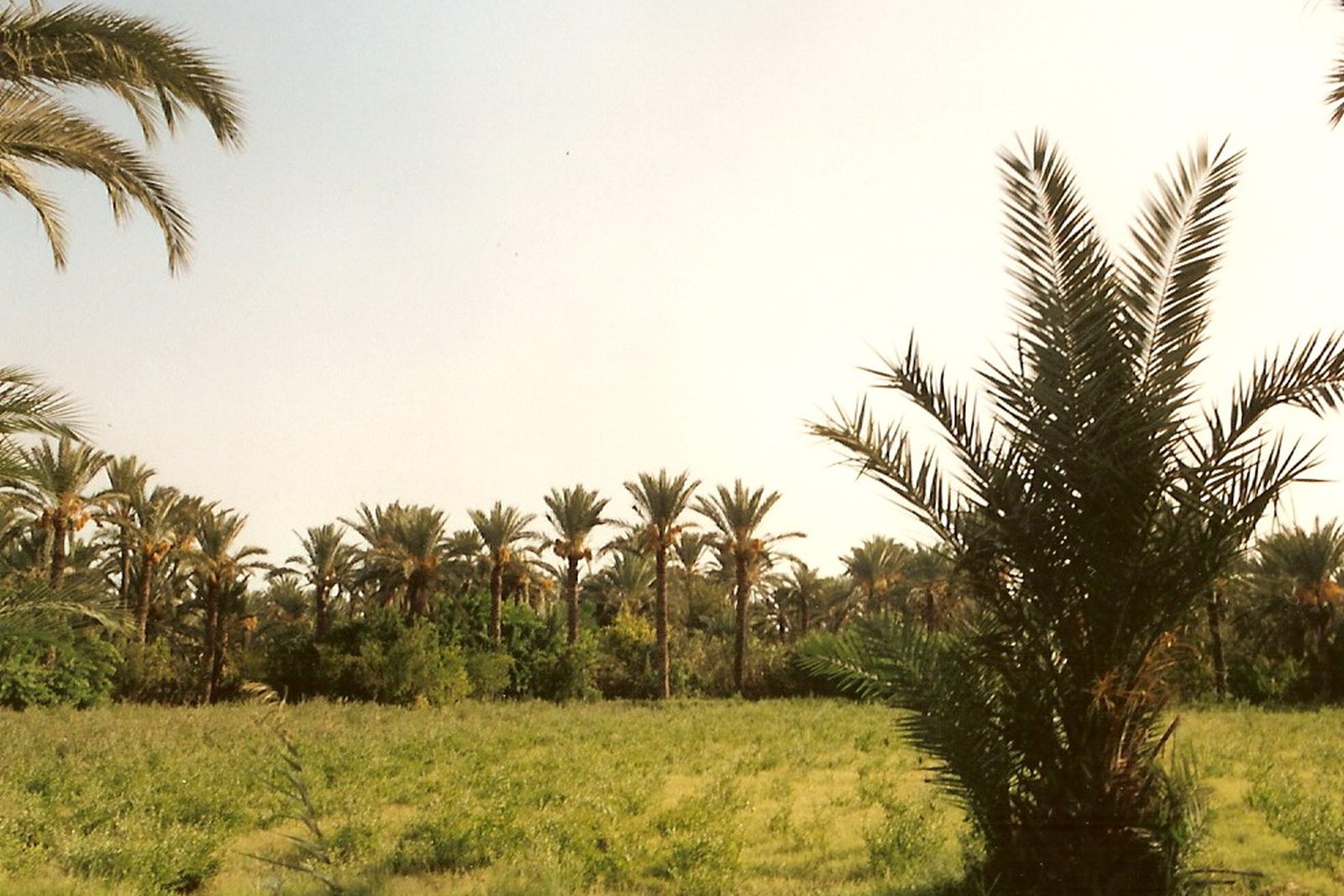 Palmeraie et paysage oasien typique de la région de Gabès, à l'interface entre désert et zone urbaine